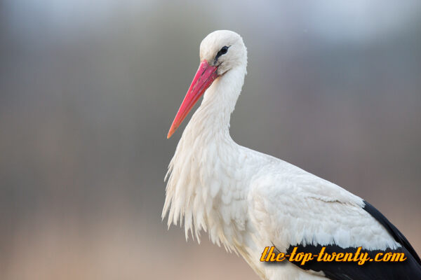 Weissstorch